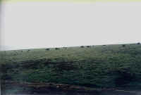 yushu09.jpg (50571 ֽ)