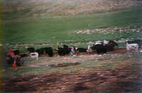 yushu10.jpg (84729 ֽ)