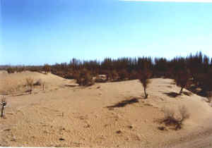 linze02b.jpg (20563 ֽ)