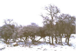 qilian06b.jpg (25378 ֽ)