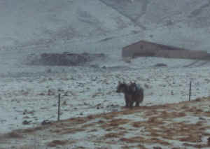 qilian51.jpg (30336 ֽ)