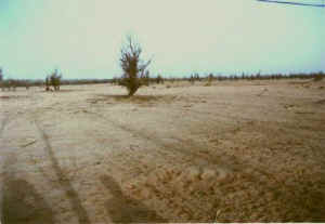 zhangye08b.jpg (19605 ֽ)